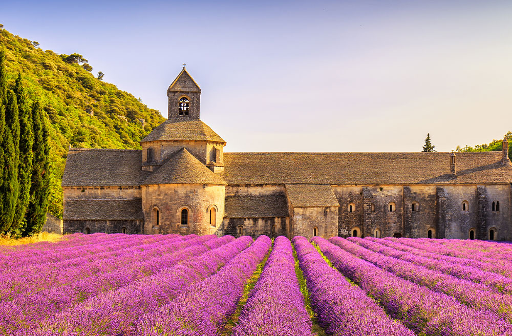 Lavender Fields of Provence - France