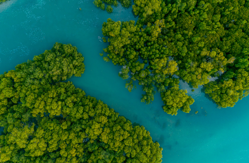 The Mangroves of Mauritius 