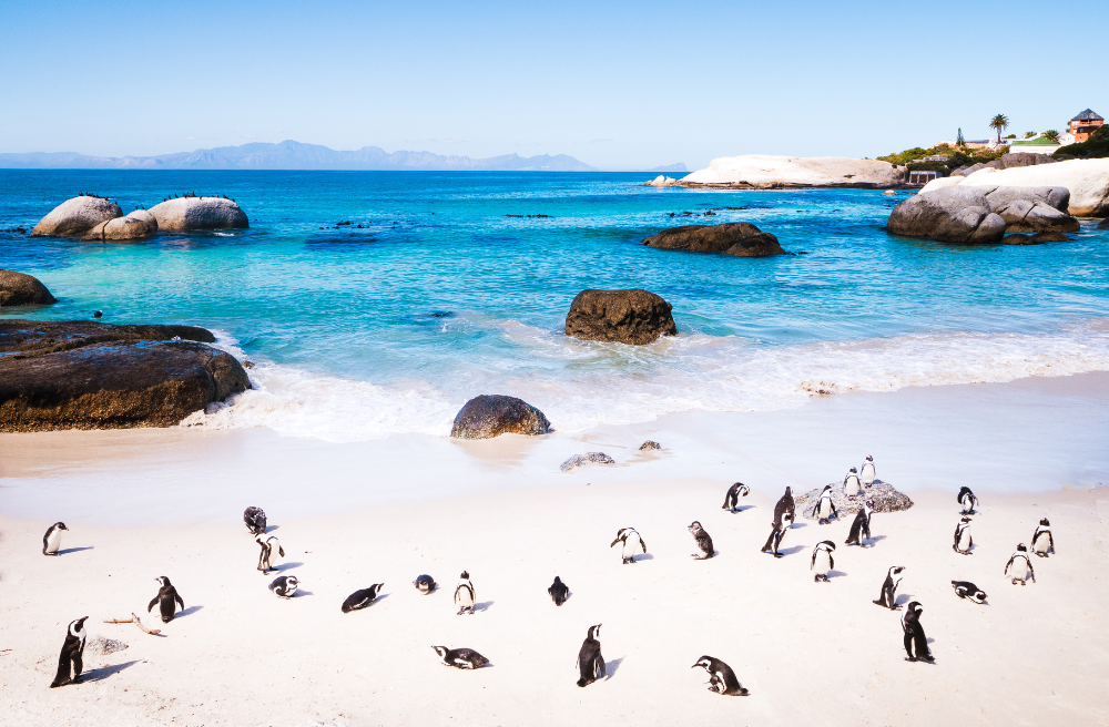 9 Family Holidays in South Africa You Can’t Miss 