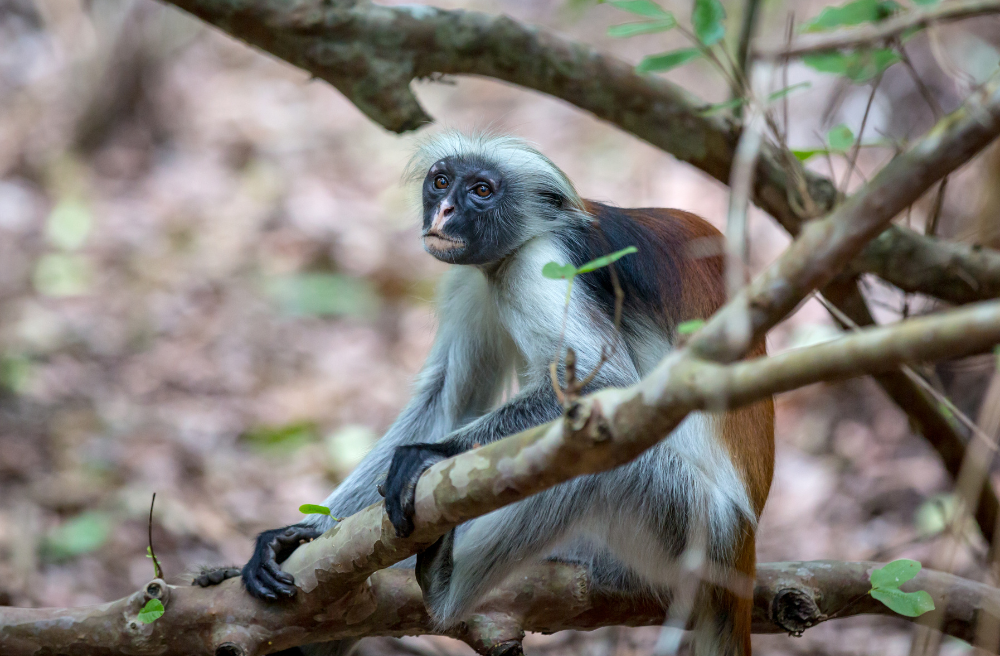Wildlife of Zanzibar - Red Colobus Monkey