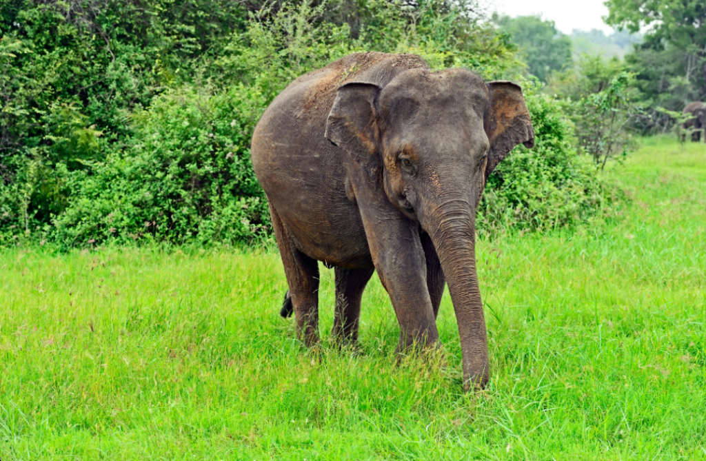 Elephant at sanctuary in Thailand